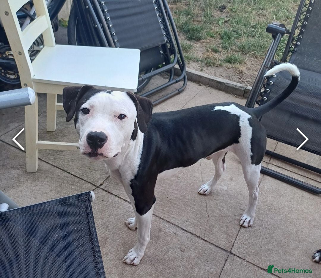Mixed Breed dogs 11 month old dog  - Advert 9