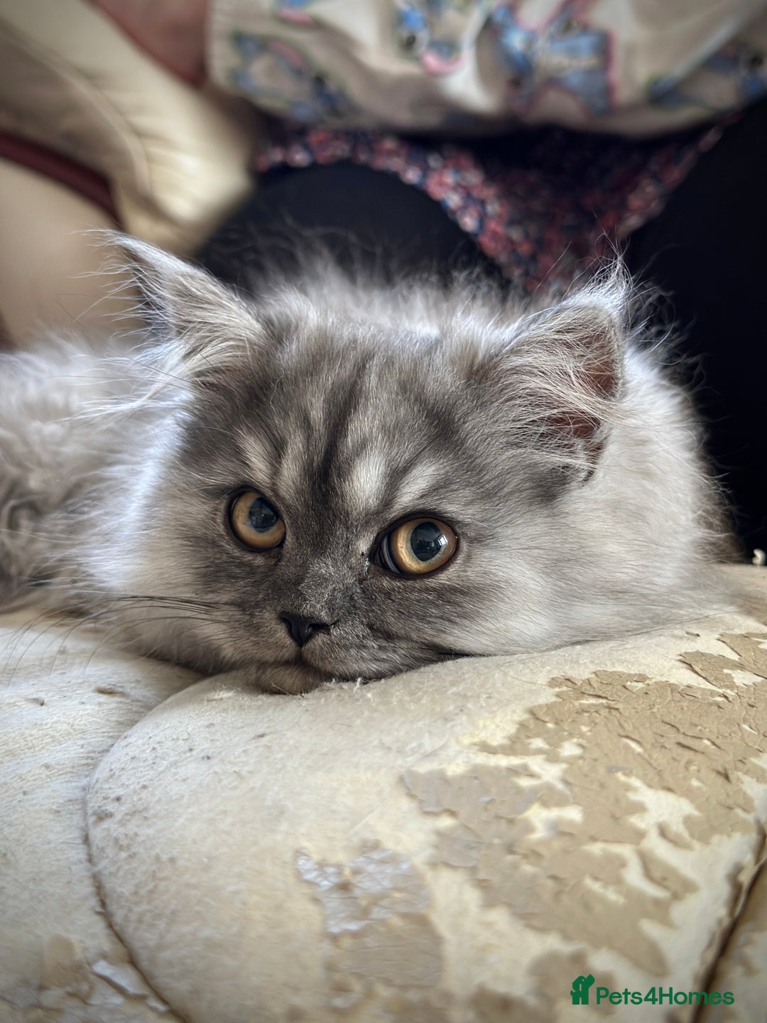 Persian cats for stud: Proven Persian Stud Shelby 💙 - Image 20