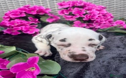 Dalmatian dogs for sale: Beautiful KC registered litter of dalmations  - Image 26
