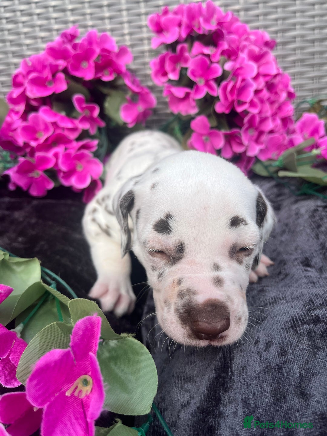 Dalmatian dogs for sale: Beautiful KC registered litter of dalmations  - Image 26