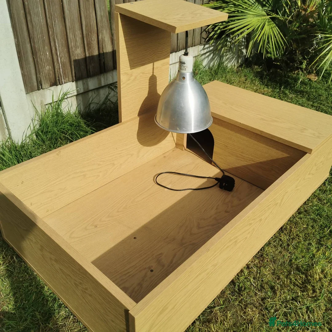 Hermann Tortoise reptiles for sale: Herman Tortoise and large tortoise table and Lamp - Advert 2