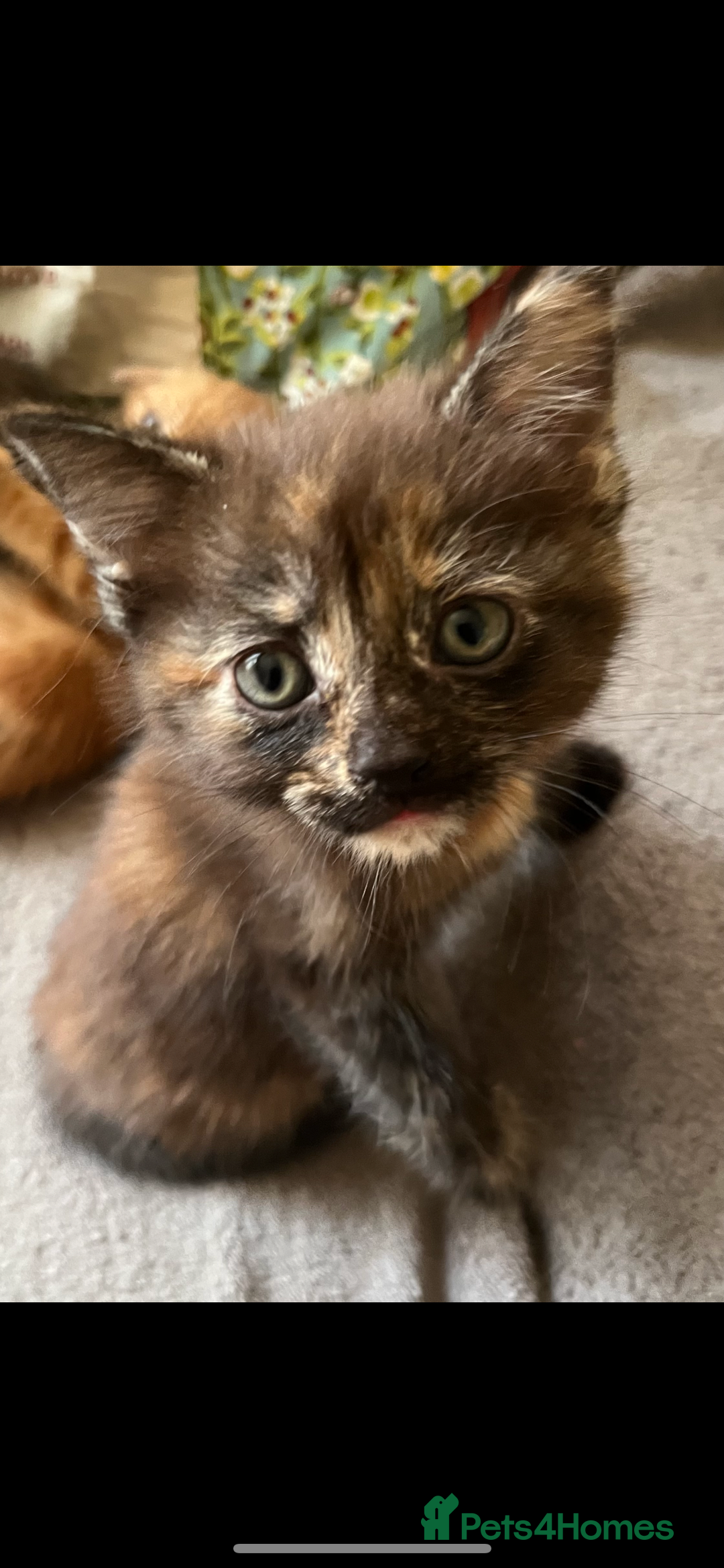 Domestic Shorthair cats for sale: Shorthair Kittens - Image 12
