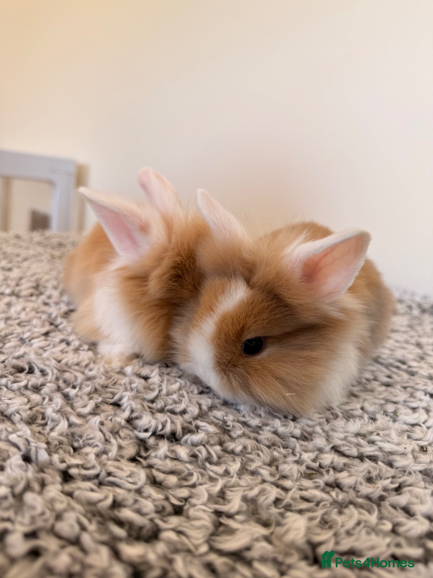 Mini Lion Lop rabbits Two girls left  - Advert 2