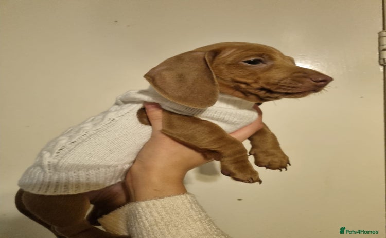 Miniature Dachshund dogs Mini Dachshunds READY NOW! 2 BOYS LEFT - Advert 3