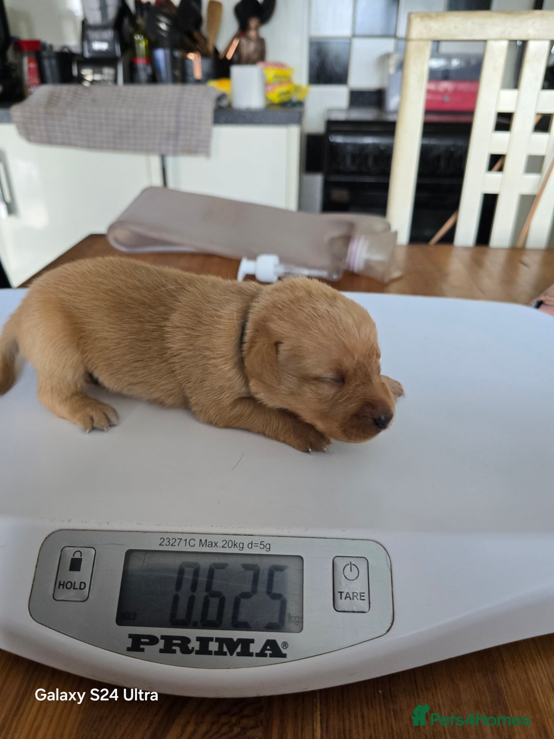 Labrador Retriever dogs for sale: KC REG Lab puppys x 2/11 ready to take home - Image 19