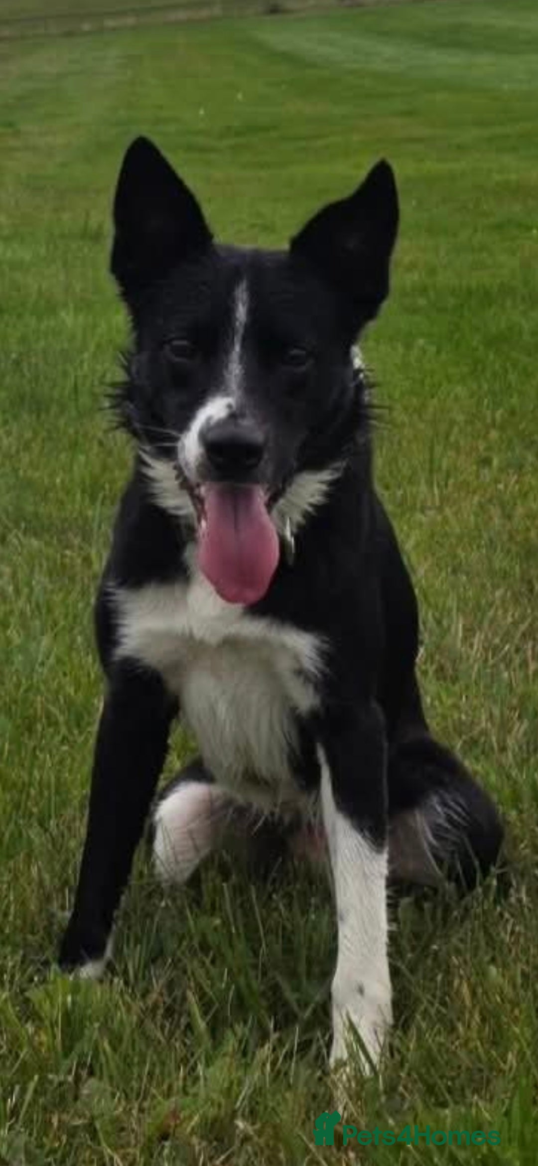 Border Collie dogs for sale: 3 year old Border Collie  - Advert 2