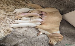 Miniature Dachshund dogs for sale: Miniature cream dachshund - Image 30