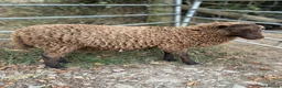 Sheep livestock for sale: 2026 Ouessant lambs  - Advert 4
