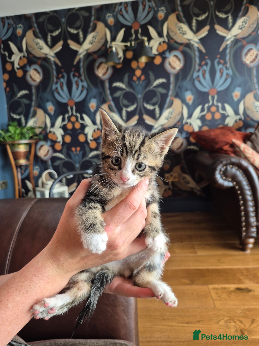 Mixed Breed cats for sale: Beautifully marked kittens - Image 6