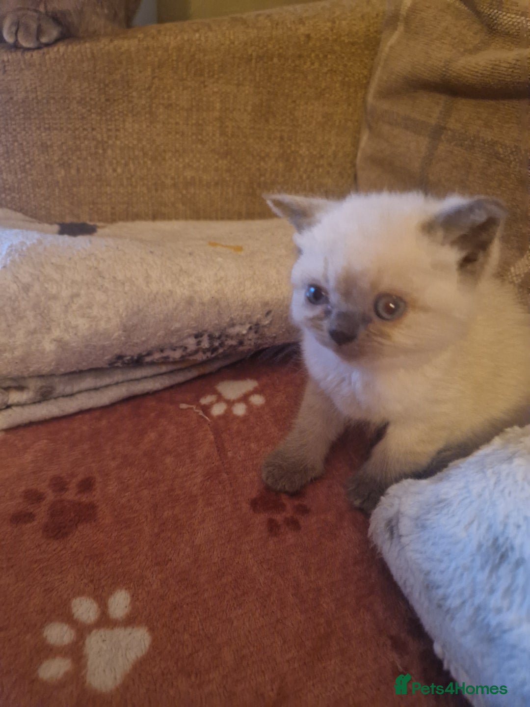 British Shorthair cats for sale: Beutiful British shorthair kittens  - Image 13