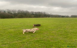 English Bulldog dogs for sale: English Bulldog Pair for Breeding - Image 10