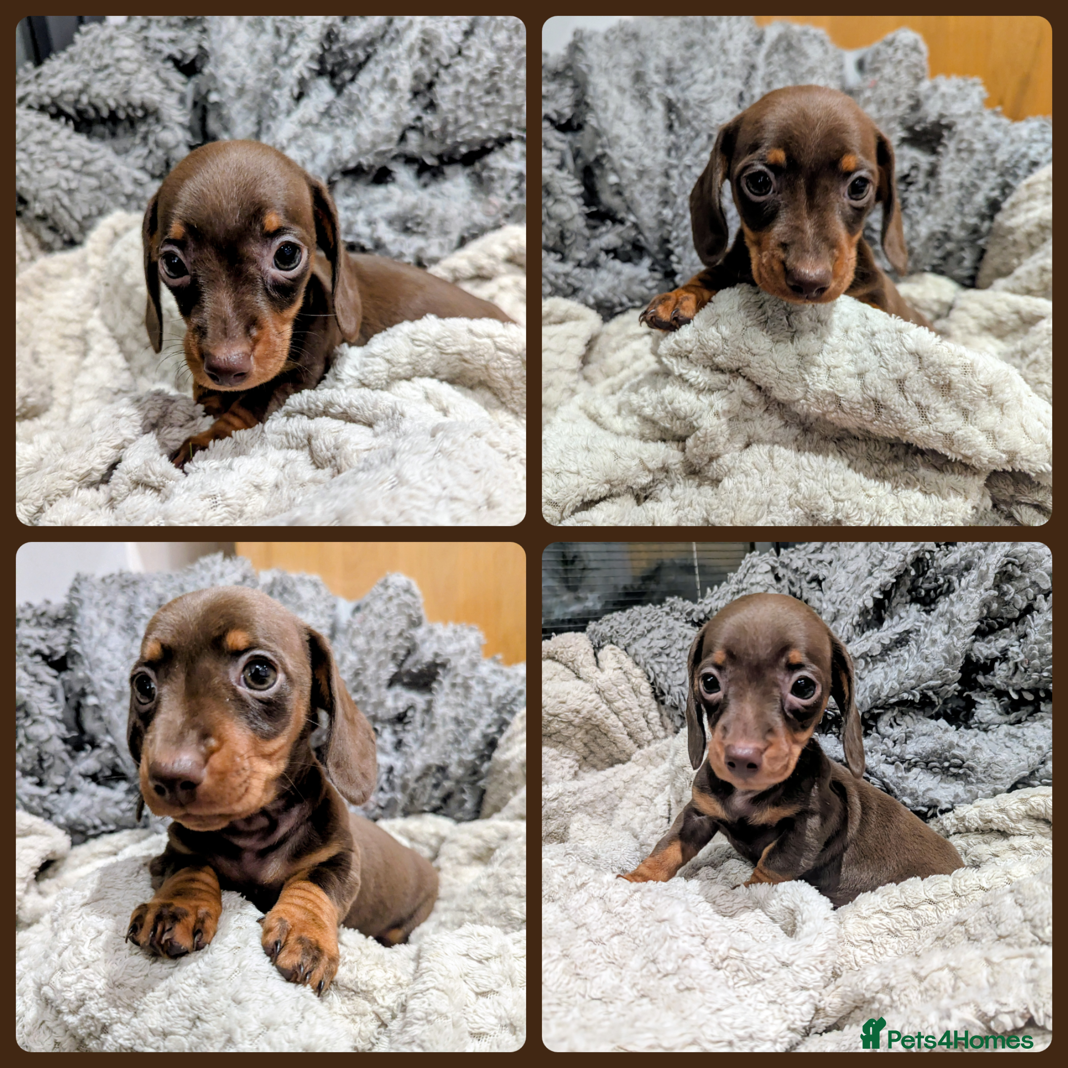 Miniature Dachshund dogs Gorgeous KC Registered Miniature Dachshund  - Advert 1