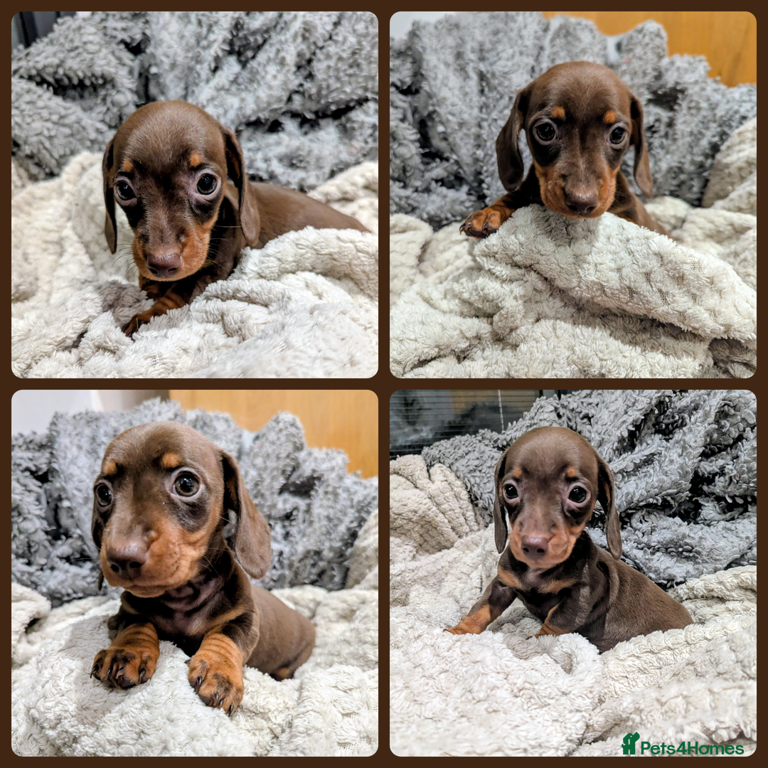 Miniature Dachshund dogs for sale: Gorgeous KC Registered Miniature Dachshund  - Advert 1