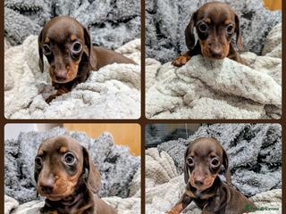 Miniature Dachshund dogs Gorgeous KC Registered Miniature Dachshund - Advert 4