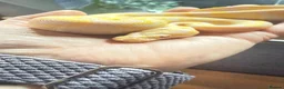 Python Snake reptiles for sale: Candy-Leo-66% het Pied Female - Advert 11
