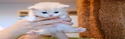 Munchkin cats for sale: Show-Quality Minuet Kittens – Rare in the UK - Advert 32