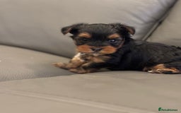 Yorkshire Terrier dogs for stud: mini Pure breed Yorkshire Terrier stud in London - Image 7
