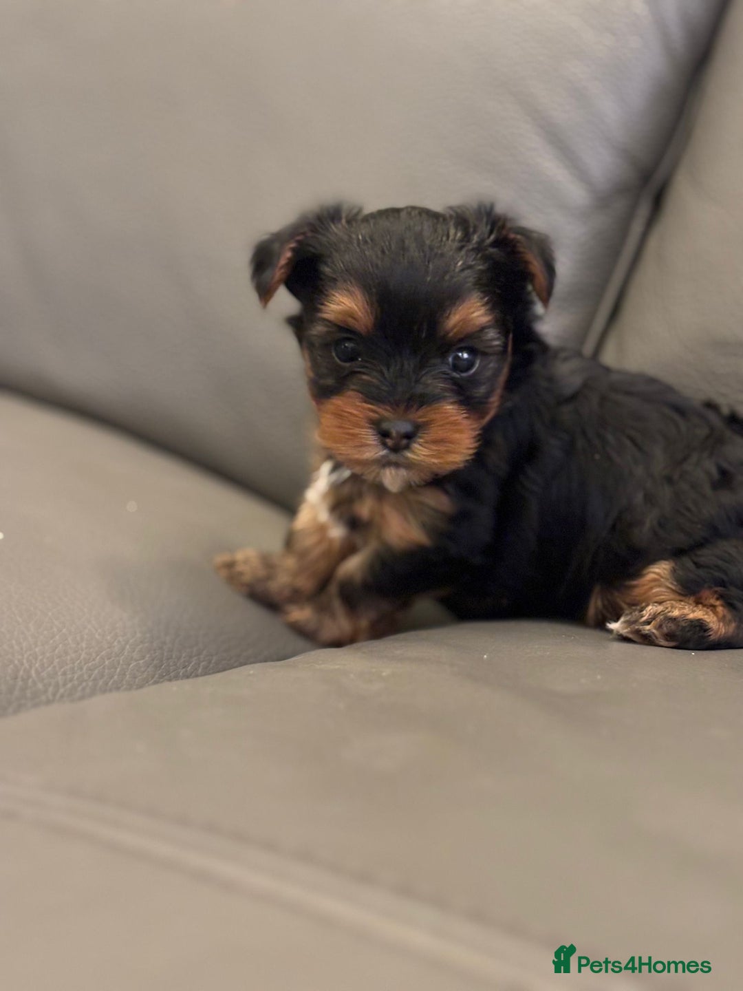 Yorkshire Terrier dogs for stud: mini Pure breed Yorkshire Terrier stud in London - Image 7