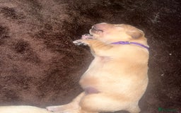 Golden Retriever dogs for sale: Pure bred Golden Retriever puppies - Image 23