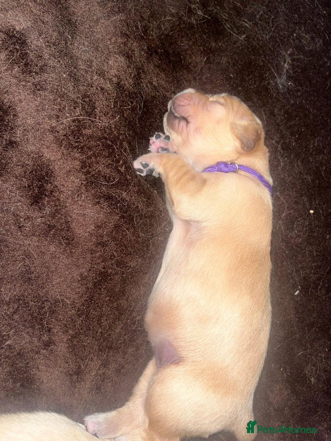 Golden Retriever dogs for sale: Pure bred Golden Retriever puppies - Image 23