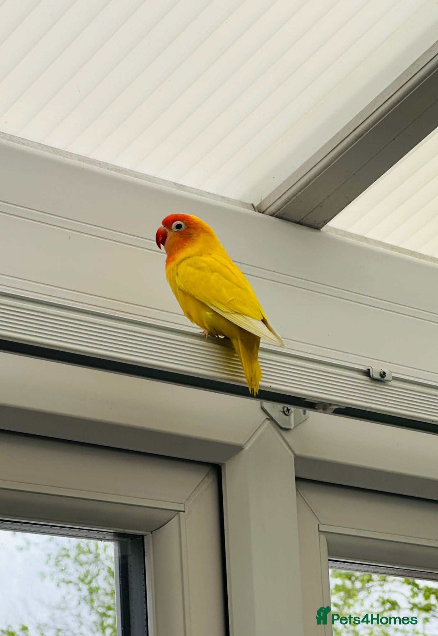 Lovebirds birds Pair of lovebirds  - Advert 13