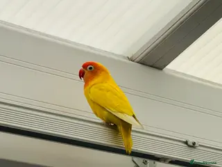 Lovebirds birds Pair of lovebirds - Advert 13