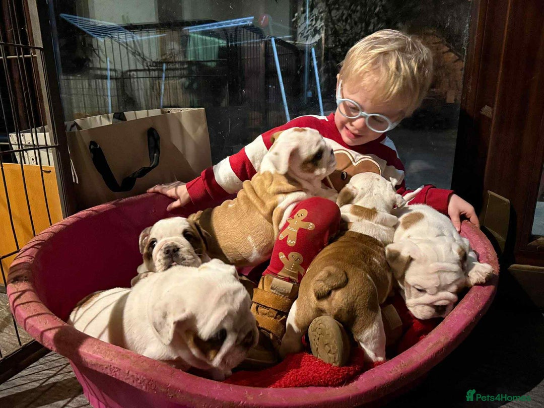 English Bulldog dogs for sale: 🐶Beautiful English bulldog puppies ❤️  - Image 9