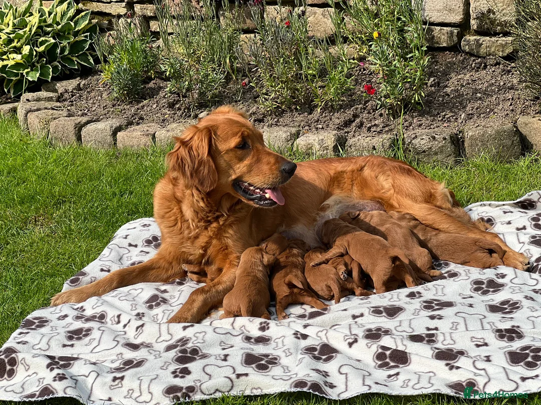 Toy Poodle dogs for stud: *KC Reg'd Toy Poodle Stud Dog*DNA Tested Clear* in Leyland - Advert 9