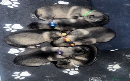Keeshond dogs for sale: One female available  - Image 12