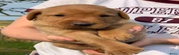 Labrador Retriever dogs for sale: Beautiful KC Labrador puppies - Advert 11