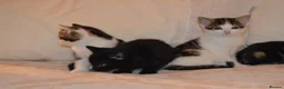Mixed Breed cats for sale: 4 Beautiful Gentle Kittens for Sale - Advert 17