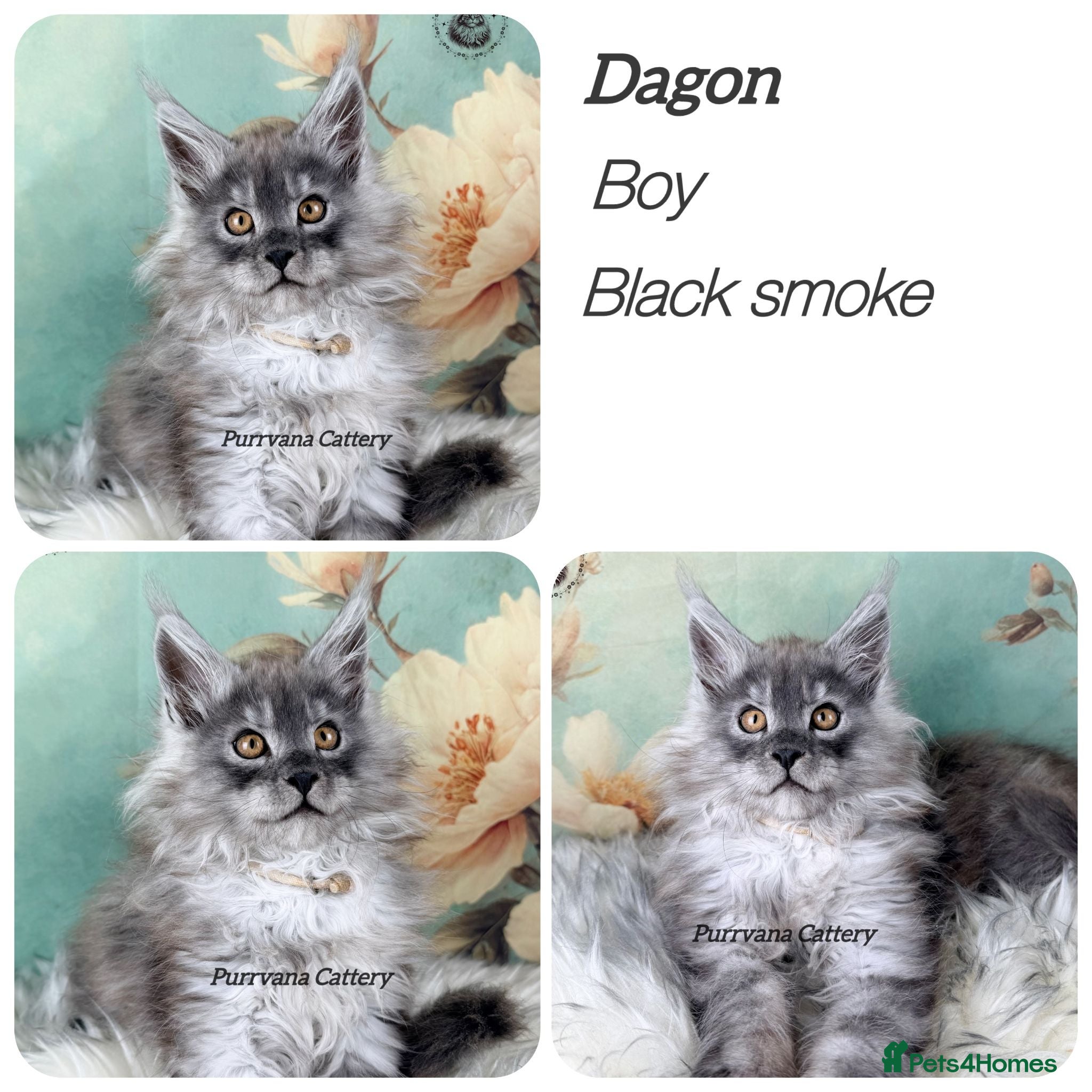 Maine Coon cats TICA registered adorable Maine coon kittens - Advert 1