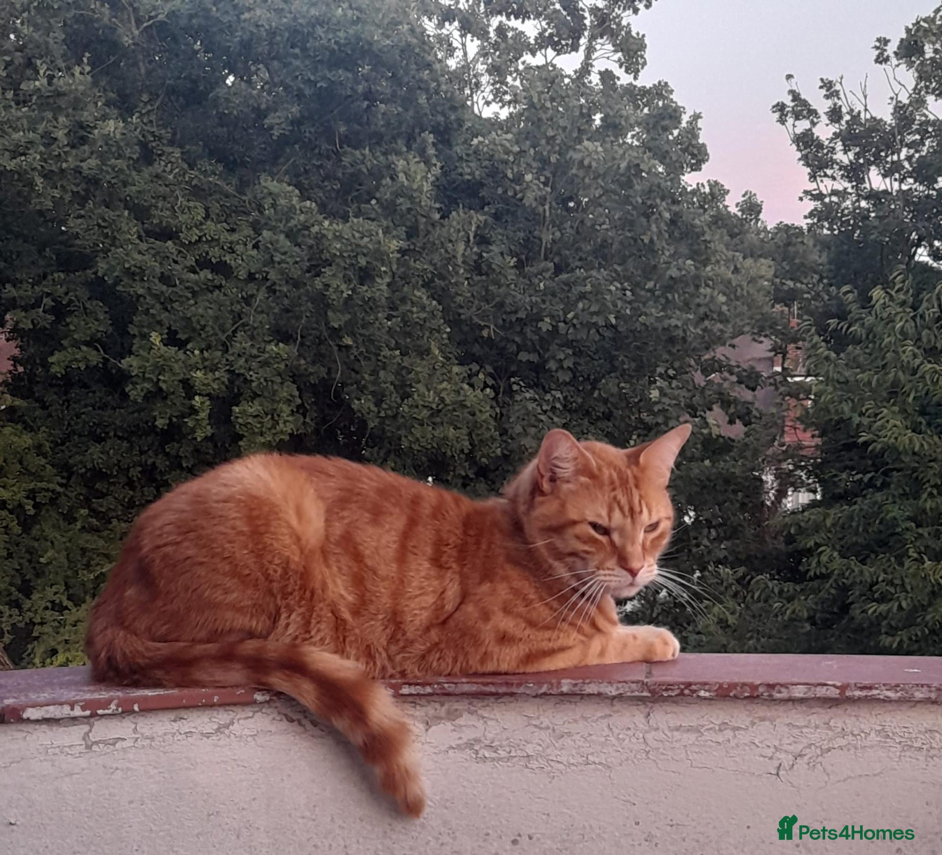 Mixed Breed cats FREE - Playful Ginger cat looking for Family - Advert 4