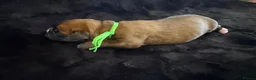 Boxer dogs for sale: Boxer - Advert 20