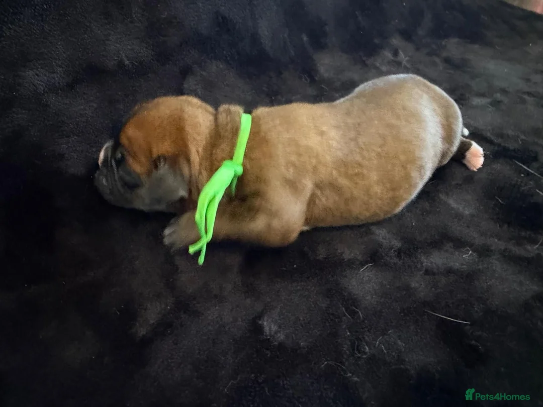 Boxer dogs for sale: Boxer - Advert 20