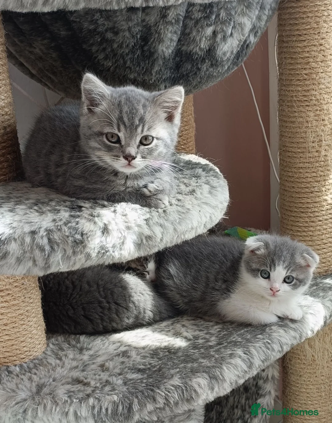 Scottish Fold cats for sale: 🥰Scottish fold kittens🐾💞🏡😍 - Advert 1