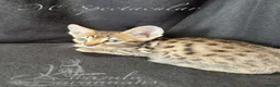 Savannah cats for sale: Exceptional Quality Tica Regist. Savannah kittens - Advert 21