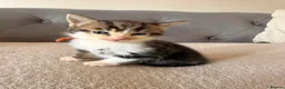 Mixed Breed cats for sale: 2 female kittens for sale  in Bilston - Advert 7