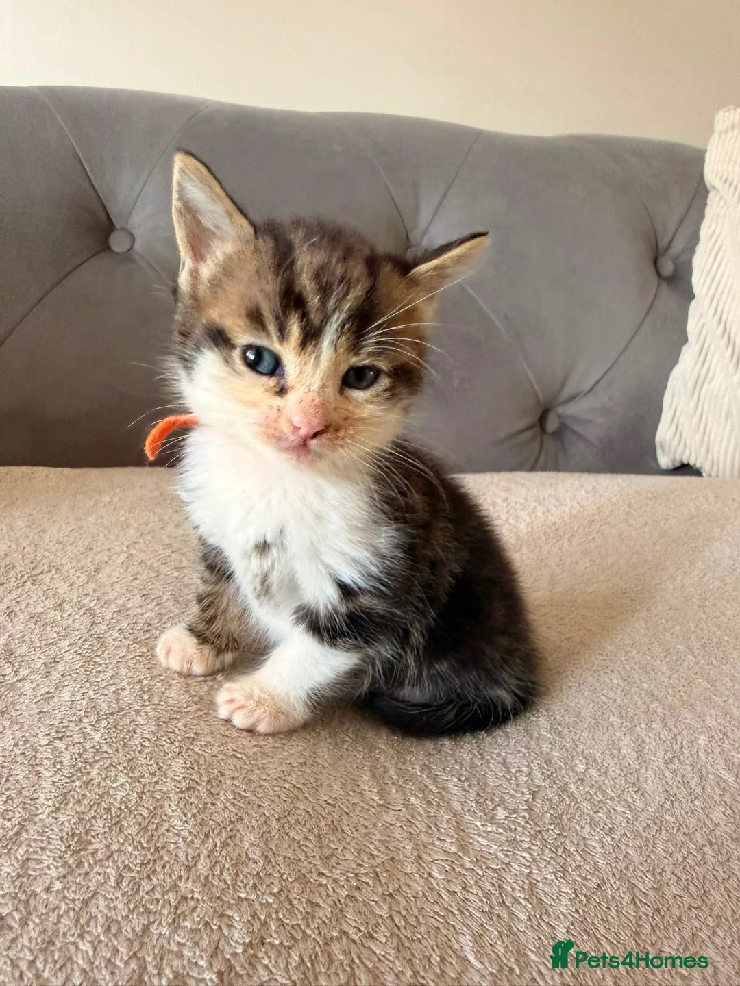 Mixed Breed cats for sale: 2 female kittens for sale  in Bilston - Advert 7