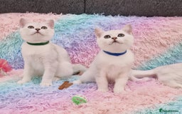 British Shorthair cats for sale: British Shorthair Silver Chinchilla  - Image 27