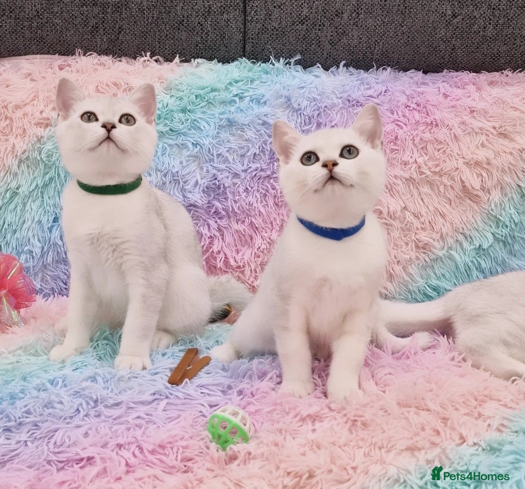 British Shorthair cats for sale: British Shorthair Silver Chinchilla  - Image 27
