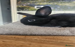 Mixed Breed rabbits for sale: Baby bunnies for sale - Image 1