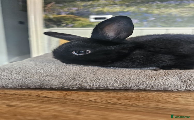 Mixed Breed rabbits - Advert 3