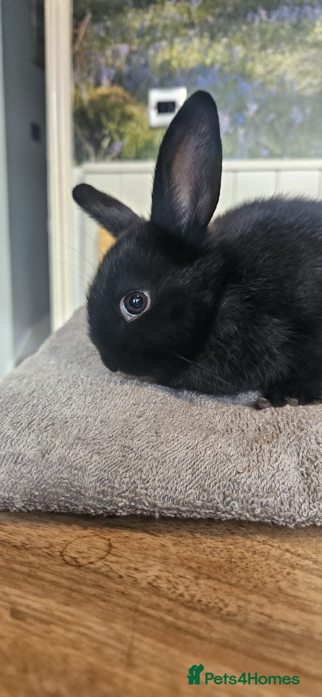 Mixed Breed rabbits for sale: Baby bunnies for sale - Image 1
