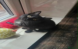 British Shorthair cats for sale: Stunning British Shorthair Kittens Ready Now! - Image 17