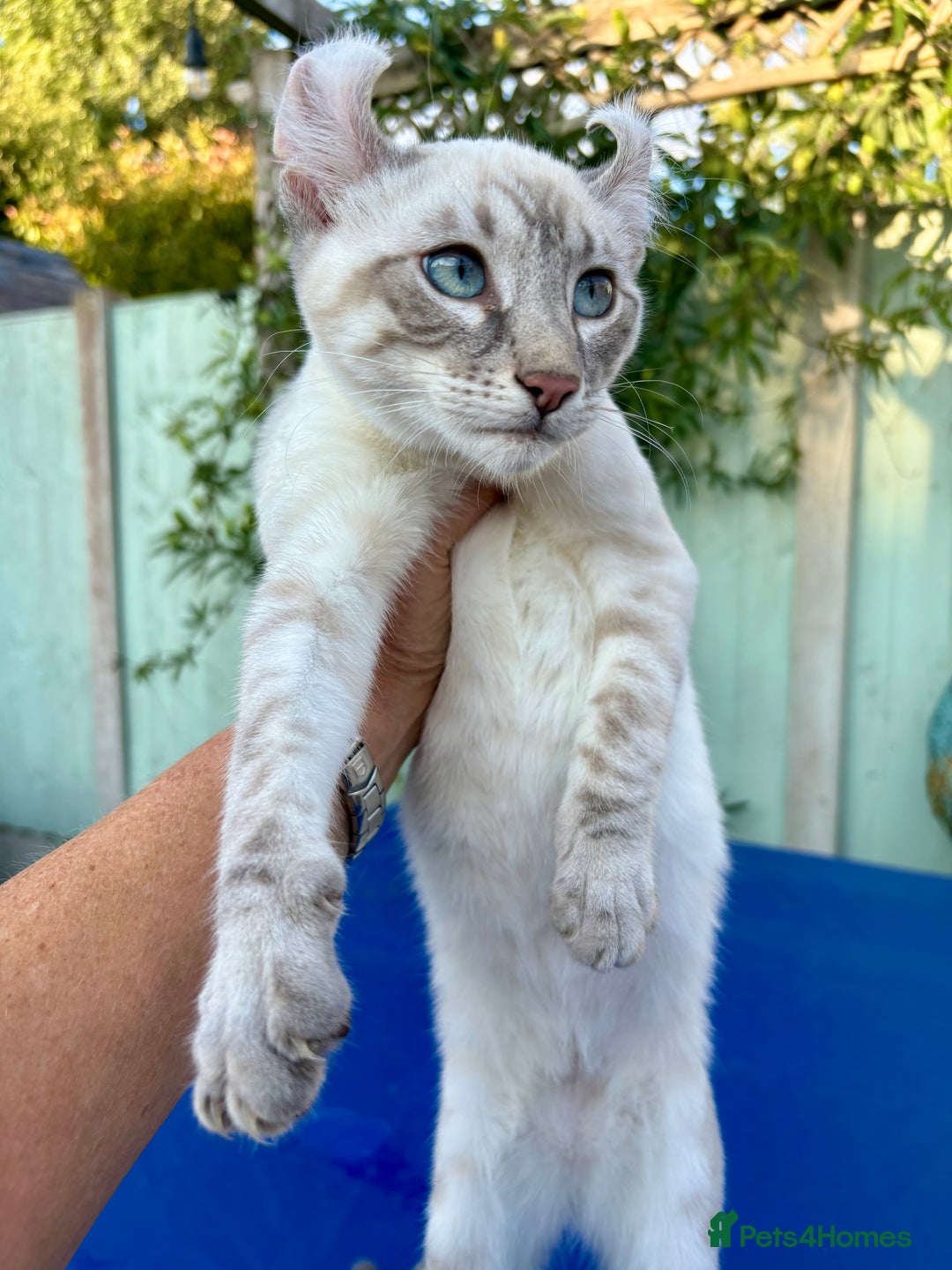 Bengal cats for sale: Stunning rare female  - Image 11