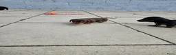 Miniature Dachshund dogs for sale: Miniature dachshund puppies  - Advert 5