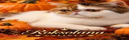 Exotic cats for sale: Exotic shorthair  - Advert 1