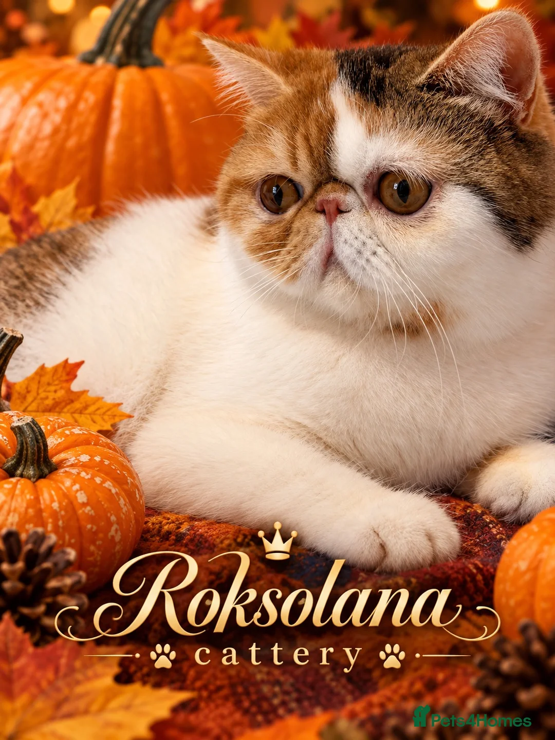 Exotic cats for sale: Exotic shorthair  - Advert 1