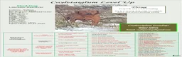 Labrador Retriever dogs for stud: Foxred labrador stud ayrshire - Advert 2